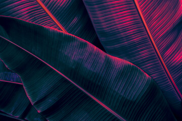 Tropical banana leaf texture background