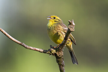 yellowhammer Emberiza citrinella on the branch amazing warm light sunset sundown