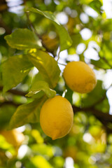 citron bio du sud de la France sur son arbre dans un jardin