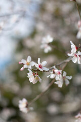 Fleur de cerisier au printemps dans le jardin sud de la France 