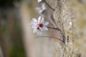 Fleur de cerisier au printemps dans le jardin sud de la France 