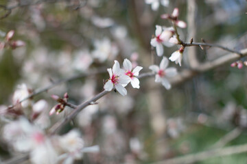 Fleur de cerisier au printemps dans le jardin sud de la France 
