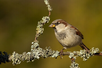 Bird House sparrow Passer domesticus	