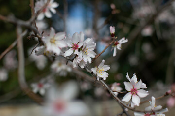 Fleur de cerisier au printemps dans le jardin sud de la France 