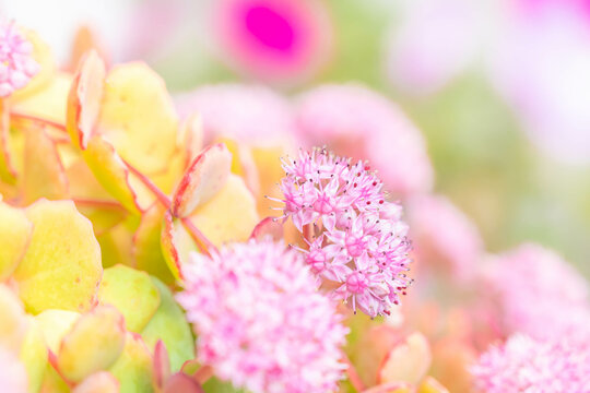 可憐な花 Imagens Procure 1 106 Fotos Vetores E Videos Adobe Stock 可憐な花 Imagens Procure 1 106 Fotos Vetores E Videos Adobe Stock