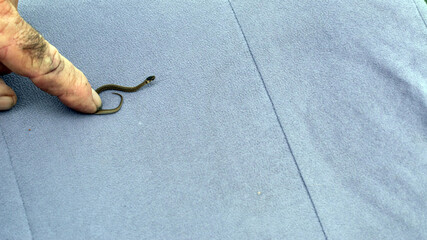 Close up of a teeny tiny snake