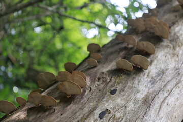 Ganoderma Applanatum in the forest