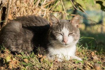 Naklejka na ściany i meble Country cat lying on green meadow in sunny summer day