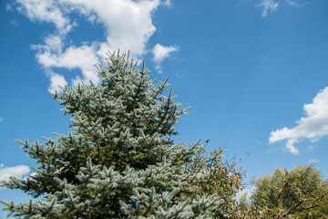 Top of silver fir on blue sky background
