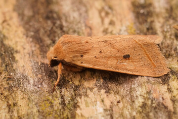 Closeup on a yellow brown autumn owl moth, Agrochola macilenta sitting on wood