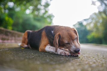 An old beagle dog scratches his leg while lay down on the lonely road .
