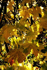 Liście przebarwione na jesienne barwy © 07photo