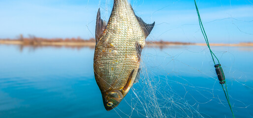 Fishing on the river, the fisherman caught the fish with nets. Poachers catch prey. Commercial...