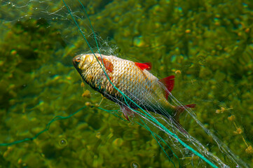 Fishing on the river, the fisherman caught the fish with nets. Poachers catch prey. Commercial fishing.