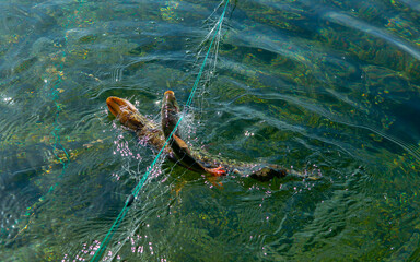 Fishing on the river, the fisherman caught the fish with nets. Poachers catch prey. Commercial fishing.