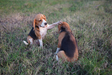 Two beagle dogs play on the grass field in Thailand,one put its hand on the other 's head.