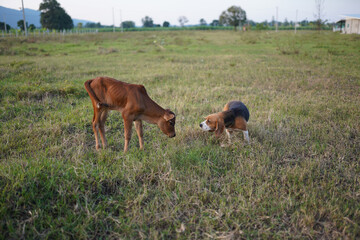 Naklejka na ściany i meble A cute beagle dog is playing with cow baby on the grass field.