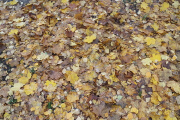 yellow leaves in autumn in a city block