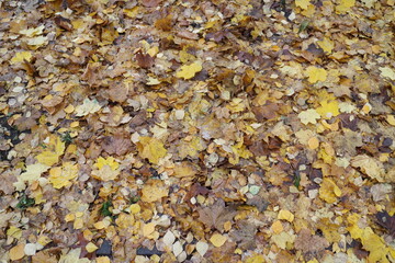 yellow leaves in autumn in a city block