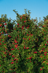Jesienny sad jabłkowy - obrazy, fototapety, plakaty