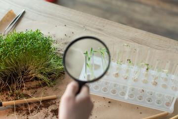 Cropped view of kid holding magnifying glass near test tubes with plants at home.