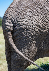 Nahaufnahme von einer Elefantenhaut 