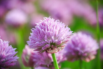Blooming plant Allium