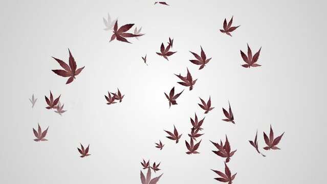 Colorful Amazing Flying Leaf Animation
