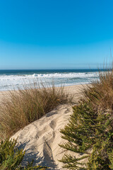 Fototapeta na wymiar Landscape of Furadouro beach with vegetation in the dunes. Ovar, Portugal.