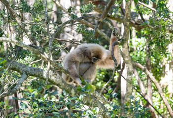 Gibbon im Monkeyland in Plettenberg Bay Südafrika