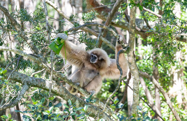 Obraz premium Gibbon im Monkeyland in Plettenberg Bay Südafrika
