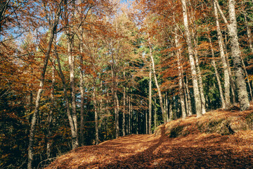 São Lourenço Beech Tree Forest, pathway leaves fall in ground landscape on autumnal background in November, Manteigas, Serra da Estrela, Portugal.
