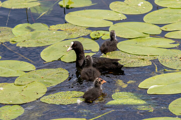 Coot with ducklings on the water.