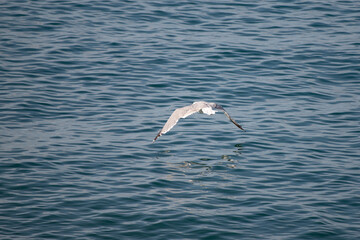 Fototapeta na wymiar White seagull on the seashore.
