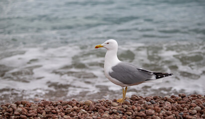 Fototapeta na wymiar Seagull sits on the beach by the sea.