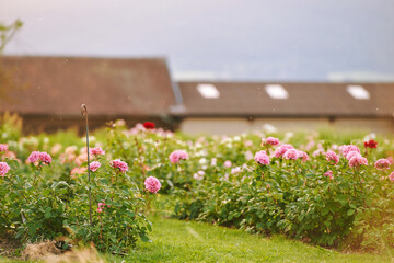 Beautiful summer garden with pink blooming roses at sunset