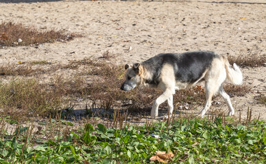 homeless dog walking down the street in the park