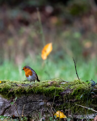 robin on the grass