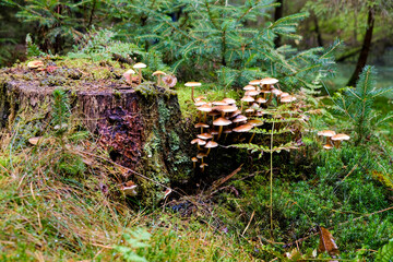 In the autumn forests in Bavaria, they can be found almost everywhere: Mushrooms in all colors and shapes.
On leafy forest floors and lush green moss, they look incredibly bizarre and unique.