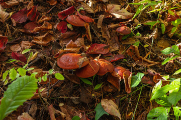 天然きのこ　ハナイグチ