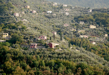 Fototapeta na wymiar Typical Ligurian landscape on the eastern coastal hills
