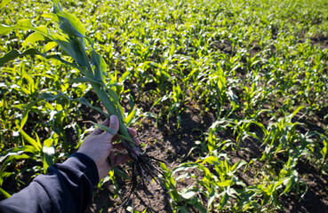 In hand corn, inspection of the root system of corn.