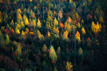 Fototapeta na wymiar Beautiful colourful forest in autumn. Slovakia nature.