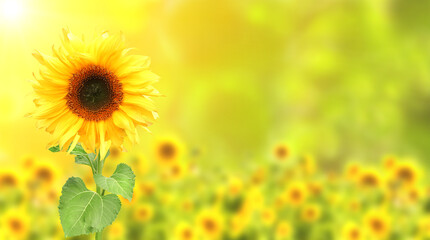 Sunflower on blurred sunny nature background. Horizontal agriculture summer banner with sunflowers...