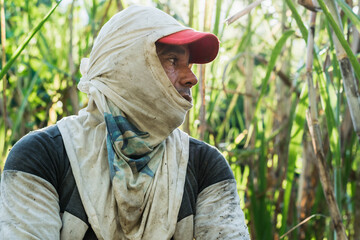 Naklejka na ściany i meble close-up of a sugar cane farmer, working in a sugar cane field, with sweat on his face. brown man with his face covered to protect himself from the sun's rays. indigenous man working in the field.