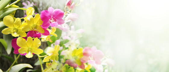 Orchid flowers of purple and lilac colors on sunny nature background. Leaves of tropical plants and...