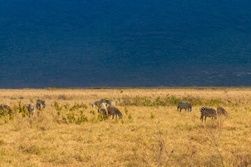 Naklejka na ściany i meble Herd of zebras in savanna in Ngorongoro Crater National park in Tanzania. Wildlife of Africa