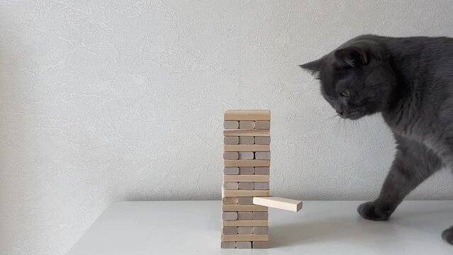 Jenga game and cat. In the video, the cat destroys the tower of wooden cubes.