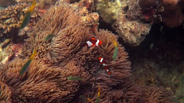 Underwater video of sea fish on tropical reef. Marine wildlife. Colorful anemone fish underwater seascape. Pair of clownfish in the anemone. Colourful tropical coral reefs. Wildlife nature