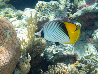 Chaetodon fasciatus or Butterfly fish in the expanses of the coral reef of the Red Sea, Sharm El Sheikh, Egypt